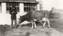 Guernsey Cow In Farmyard