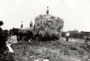 Haymaking In Guernsey 1930's