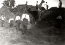 Another view Of Haymaking In The 1930's