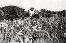 Picking Iris