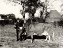 Prize Cow