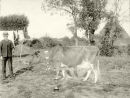 Prize Cow_2