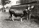 Prize Guernsey Bull
