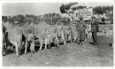 Royal Show Melbourne 1935 
