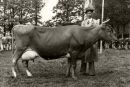 Showing Guernsey Cow