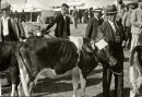 Showing Guernsey Cattle