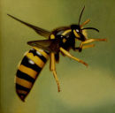 'Wasp', Oil on Canvas, 9" x 9"