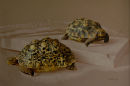 '2 Tortoises', Oil on Canvas, 28" x 20"