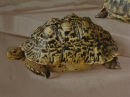 '2 Tortoises', Oil on Canvas (Leopard Tortoise)