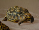 '2 Tortoises', detail, South African Bowsprit tortoise 