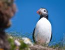 Puffin