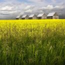 Alberta Prairie.
