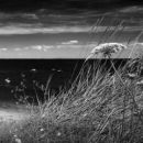 Beach View