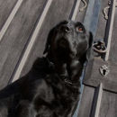 Hound Of The Baskervilles!