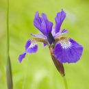 Blue Iris