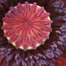 Poppy Detail