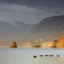 Golden Light
