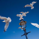 a popular perch