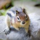 Mantled Ground Squirrel