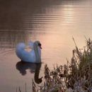 Serenity