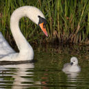 Protection