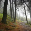 Woodland Walk