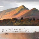 Wildlife On Derwent Water