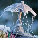 Winter Surprise