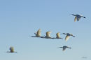 Spoonbills at mouth of Manawatu River, Foxton.  