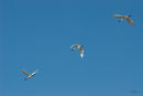 Spoonbills at Foxton Wetland