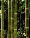 5 bamboo