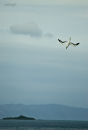 Gannet diving in Waiorua Bay, Kapiti island.  