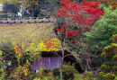 Thatched roof in Ikeda Nose
