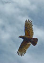 Kaka over Kapiti Island