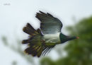 Kereru, native pigeon of New Zealand