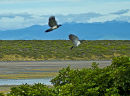 Kereru on Kapiti 0365