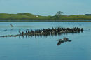 Shags on Lake Horowhenua