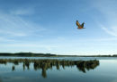 Lake Horowhenua & harrier hawk