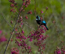 Makahika Tui 0465