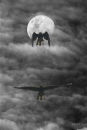 Muhunoa Moon