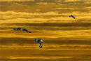 Muhunoa sky 0373