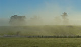 Nikaunui Misty Morning