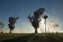 Misty morning at Nikaunui