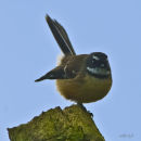 Papaitonga Fantail 0327