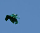 Tui at Papaitonga 0127