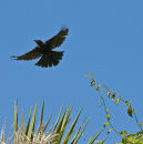 Tui at Papaitonga Wetland