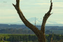 Mt Ruapehu from Nikaunui