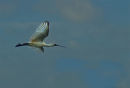 Spoonbill at Paraparaumu 