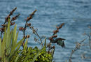 It is the season of plenty for nectar eating birds.  Flax is abundant and in flower.  Waiorua bay in the background.