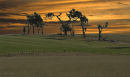 Tree shapes at Turakina
